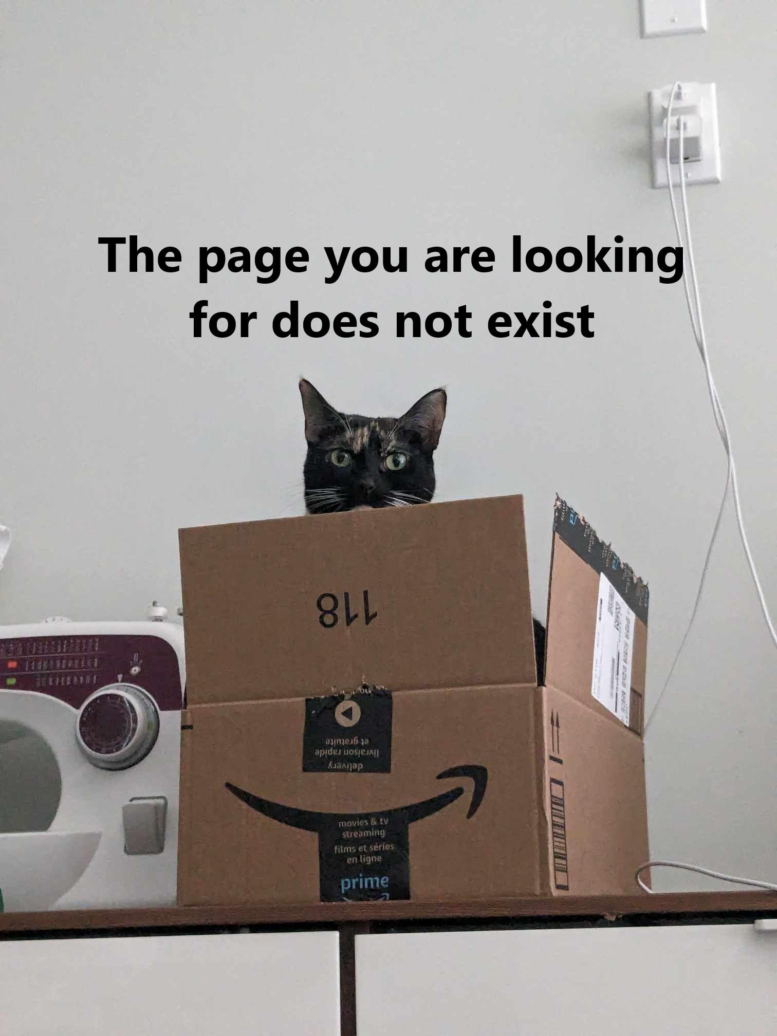 pebble the calico 404